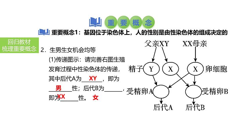 2025中考生物一轮复习课件 第31讲 人的性别遗传与生物的变异课件05