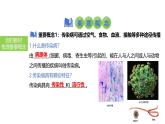 2025中考生物一轮复习课件 第33讲 传染病及其预防课件