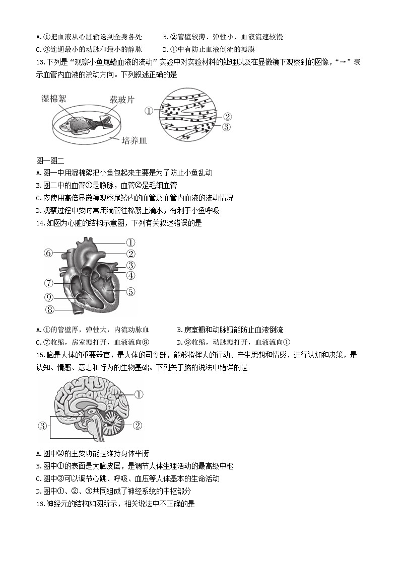 河北省沧州市泊头市2023-2024学年七年级下学期期末教学质量检测生物试题03
