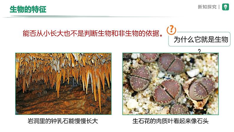 1.1.2生物的特征 课件2024-2025学年人教版（2024）生物七年级上册05