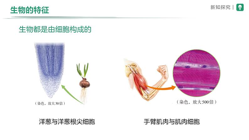 1.1.2生物的特征 课件2024-2025学年人教版（2024）生物七年级上册08