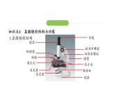 1.2.1 学习使用显微镜课件2024-2025学年人教版（2024）生物七年级上册