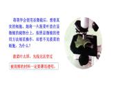 1.2.2 植物细胞   课件2024-2025学年人教版（2024）生物七年级上册
