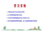 1.2.2 植物细胞   课件2024-2025学年人教版（2024）生物七年级上册