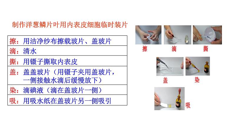 1.2.2 植物细胞   课件2024-2025学年人教版（2024）生物七年级上册07