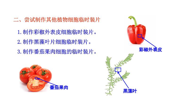 1.2.2 植物细胞   课件2024-2025学年人教版（2024）生物七年级上册08