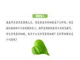 1.2.2 植物细胞课件2024-2025学年人教版（2024）生物七年级上册