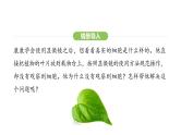 1.2.2 植物细胞课件2024-2025学年人教版（2024）生物七年级上册