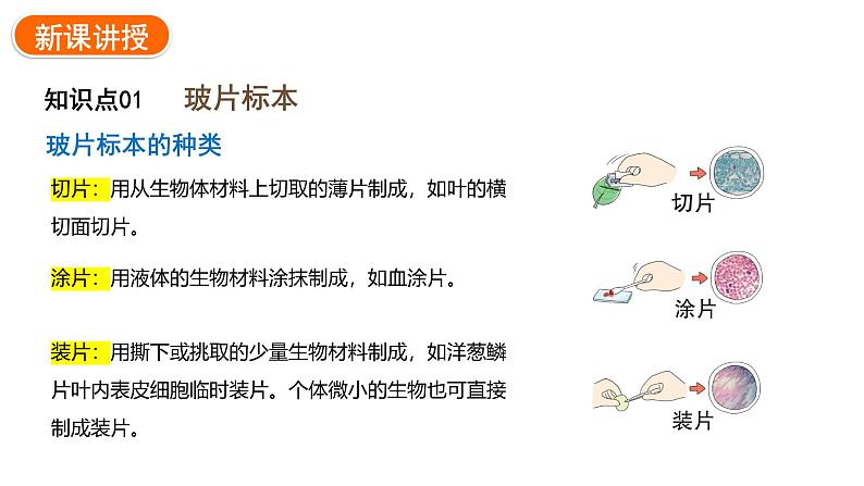 1.2.2植物细胞课件2024-2025学年人教版（2024）生物七年级上册05