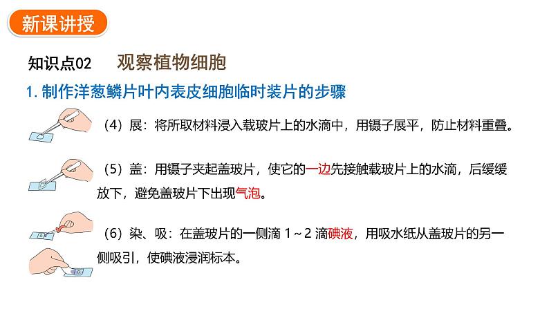 1.2.2植物细胞课件2024-2025学年人教版（2024）生物七年级上册07