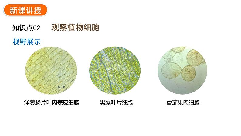 1.2.2植物细胞课件2024-2025学年人教版（2024）生物七年级上册08