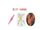 1.2.3 动物细胞   课件 2024-2025学年人教版（2024）生物七年级上册