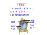 1.2.3 动物细胞   课件 2024-2025学年人教版（2024）生物七年级上册