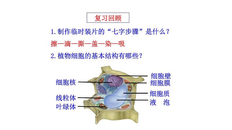 1.2.3 动物细胞   课件 2024-2025学年人教版（2024）生物七年级上册02