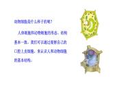 1.2.3 动物细胞   课件 2024-2025学年人教版（2024）生物七年级上册