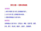 1.2.3 动物细胞   课件 2024-2025学年人教版（2024）生物七年级上册