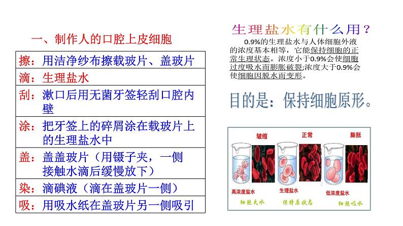 1.2.3 动物细胞   课件 2024-2025学年人教版（2024）生物七年级上册06