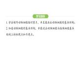1.2.3动物细胞课件  2024-2025学年人教版（2024）生物七年级上册