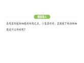1.2.3动物细胞课件  2024-2025学年人教版（2024）生物七年级上册