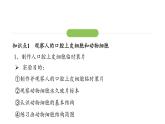 1.2.3动物细胞课件  2024-2025学年人教版（2024）生物七年级上册