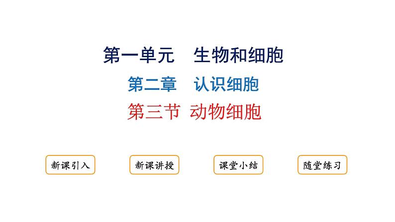 1.2.3动物细胞课件2024-2025学年人教版（2024）生物七年级上册01