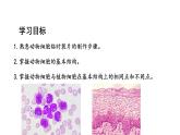1.2.3动物细胞课件2024-2025学年人教版（2024）生物七年级上册