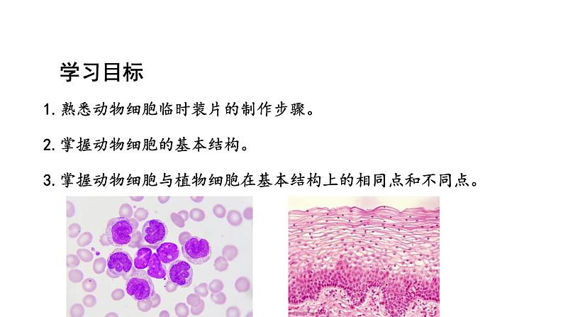 1.2.3动物细胞课件2024-2025学年人教版（2024）生物七年级上册02