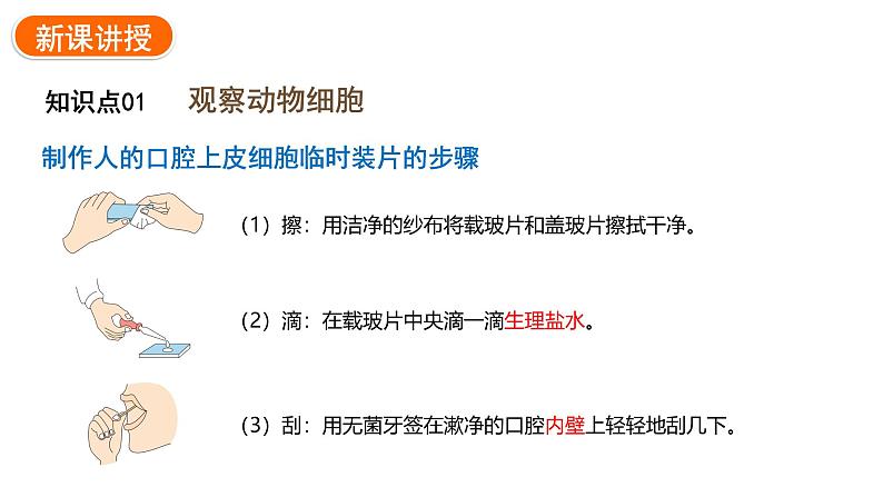 1.2.3动物细胞课件2024-2025学年人教版（2024）生物七年级上册04