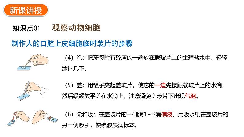 1.2.3动物细胞课件2024-2025学年人教版（2024）生物七年级上册05