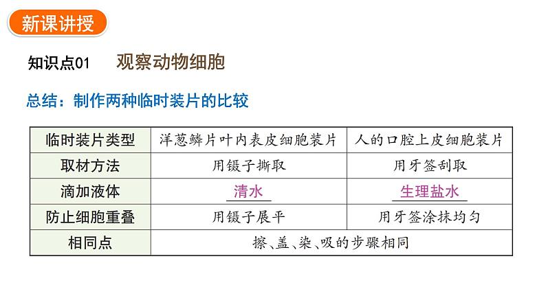 1.2.3动物细胞课件2024-2025学年人教版（2024）生物七年级上册08