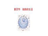 1.2.4 细胞的生活   课件2024-2025学年人教版（2024）生物七年级上册