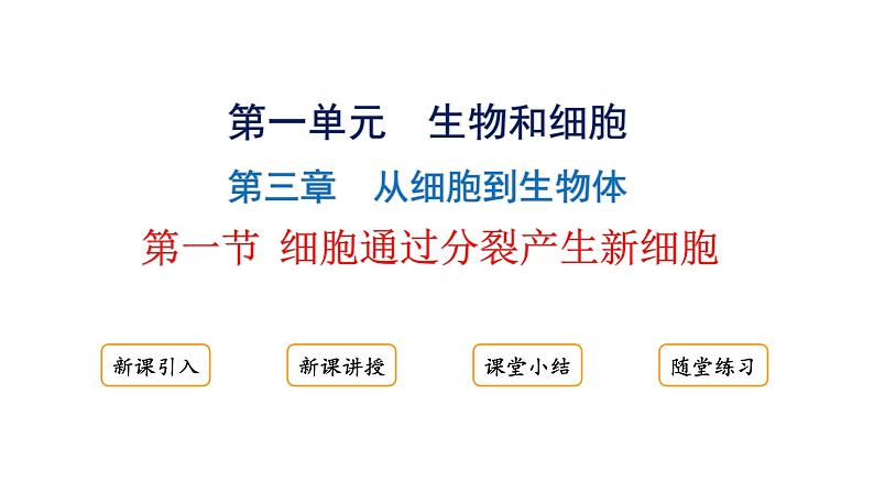 1.3.1细胞通过分裂产生新细胞课件2024-2025学年人教版（2024）生物七年级上册01