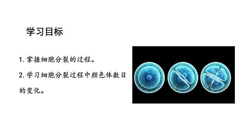 1.3.1细胞通过分裂产生新细胞课件2024-2025学年人教版（2024）生物七年级上册02