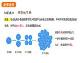1.3.1细胞通过分裂产生新细胞课件2024-2025学年人教版（2024）生物七年级上册