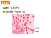 1.3.1细胞通过分裂产生新细胞课件2024-2025学年人教版（2024）生物七年级上册