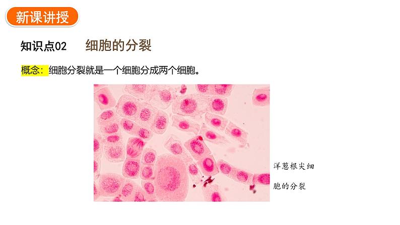 1.3.1细胞通过分裂产生新细胞课件2024-2025学年人教版（2024）生物七年级上册05