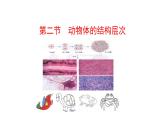 1.3.2 动物体的结构层次  课件 2024-2025学年人教版（2024）生物七年级上册