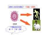 1.3.2 动物体的结构层次  课件 2024-2025学年人教版（2024）生物七年级上册