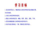 1.3.2 动物体的结构层次  课件 2024-2025学年人教版（2024）生物七年级上册