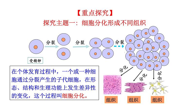 1.3.2 动物体的结构层次  课件 2024-2025学年人教版（2024）生物七年级上册04