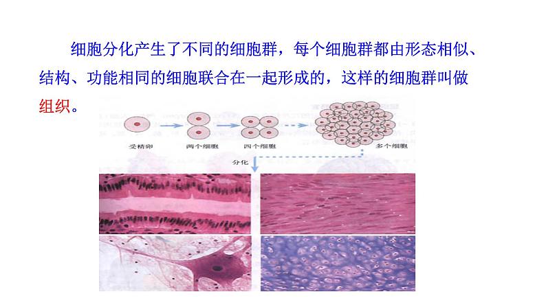 1.3.2 动物体的结构层次  课件 2024-2025学年人教版（2024）生物七年级上册05