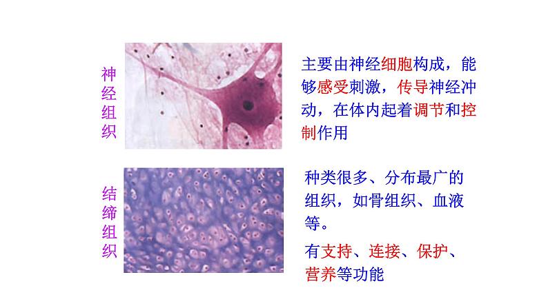 1.3.2 动物体的结构层次  课件 2024-2025学年人教版（2024）生物七年级上册07