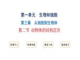 1.3.2动物体的结构层次课件 2024-2025学年人教版（2024）生物七年级上册