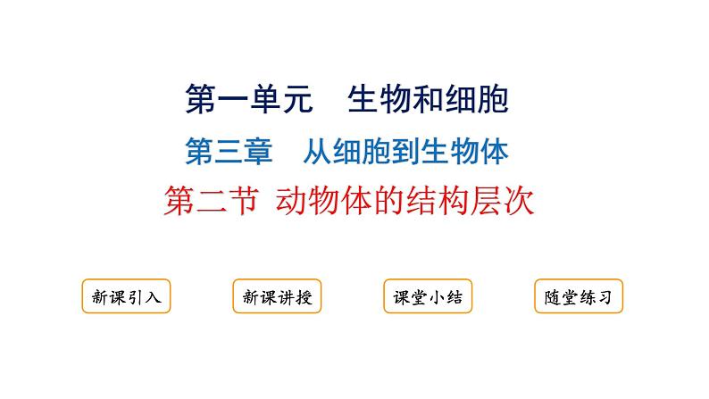 1.3.2动物体的结构层次课件 2024-2025学年人教版（2024）生物七年级上册01