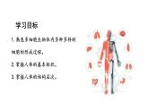 1.3.2动物体的结构层次课件 2024-2025学年人教版（2024）生物七年级上册