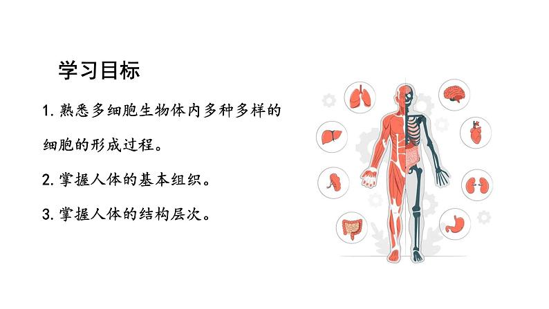 1.3.2动物体的结构层次课件 2024-2025学年人教版（2024）生物七年级上册02