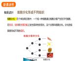 1.3.2动物体的结构层次课件 2024-2025学年人教版（2024）生物七年级上册