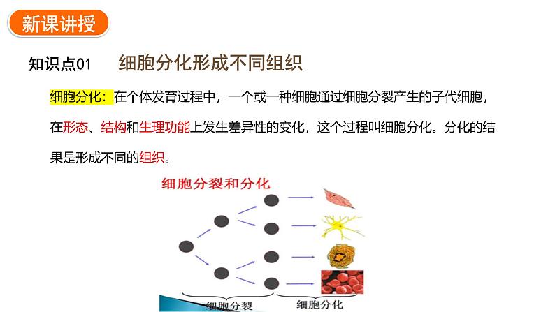 1.3.2动物体的结构层次课件 2024-2025学年人教版（2024）生物七年级上册04