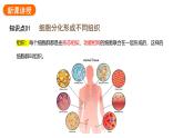 1.3.2动物体的结构层次课件 2024-2025学年人教版（2024）生物七年级上册