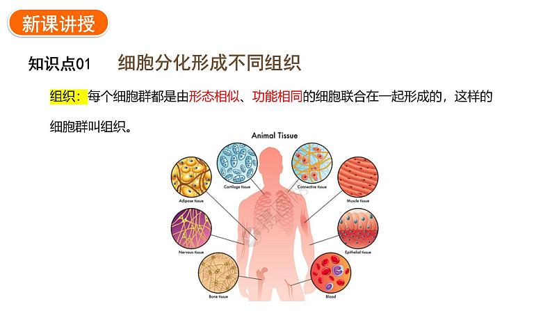 1.3.2动物体的结构层次课件 2024-2025学年人教版（2024）生物七年级上册05